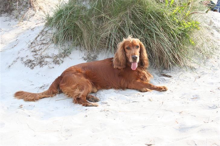 Cocker spaniel Ibber - Afslapning I Solen (: billede 1