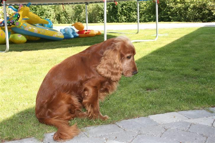 Cocker spaniel Ibber - Uh, Hvad er det ?! billede 2