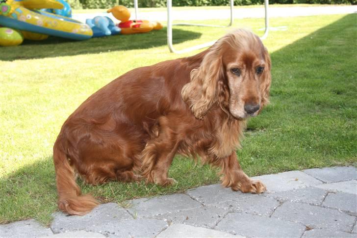 Cocker spaniel Ibber - Arh, det er kedeligt.. billede 3
