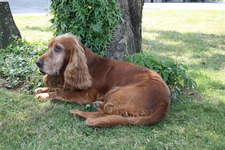 Cocker spaniel Ibber - Dase (: billede 4