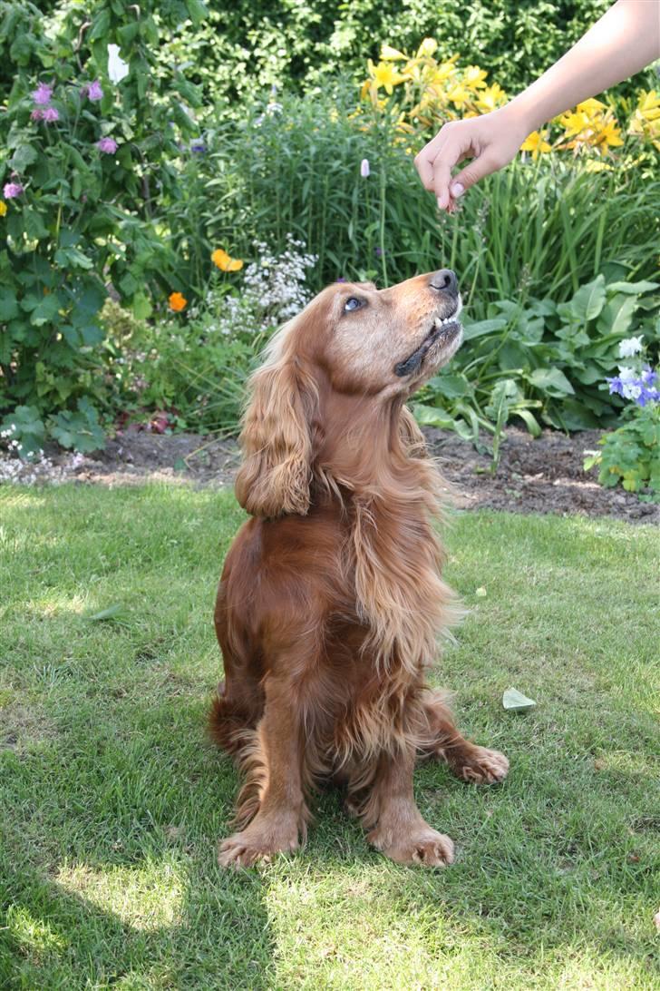 Cocker spaniel Ibber - Ih, en kiks! billede 5