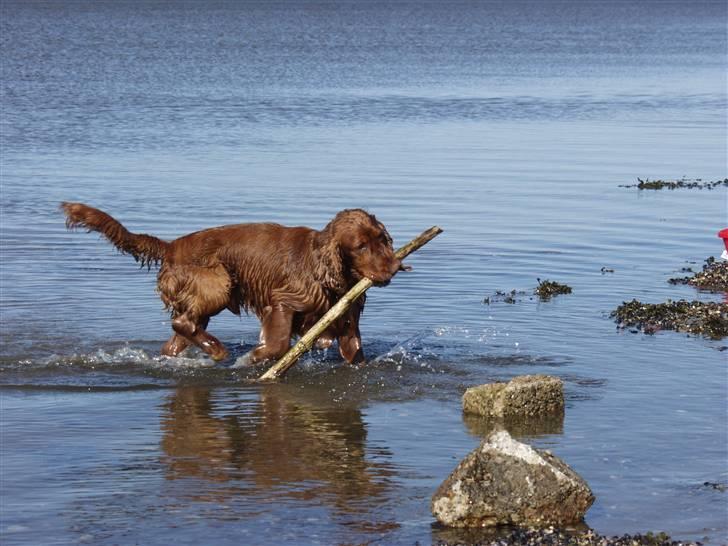 Cocker spaniel Ibber - Ved stranden dengang jeg kun var 2 år (: billede 6