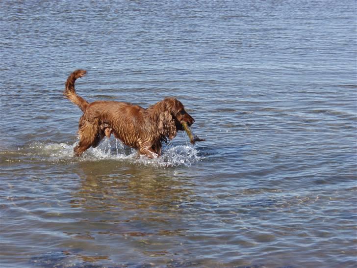 Cocker spaniel Ibber - Dejligt med noget vand! billede 7