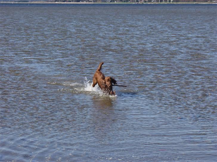 Cocker spaniel Ibber - Lille Hunde basse ..<3 billede 8