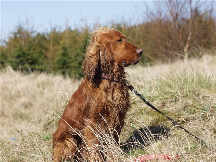 Cocker spaniel Ibber - Stolt!(: billede 10