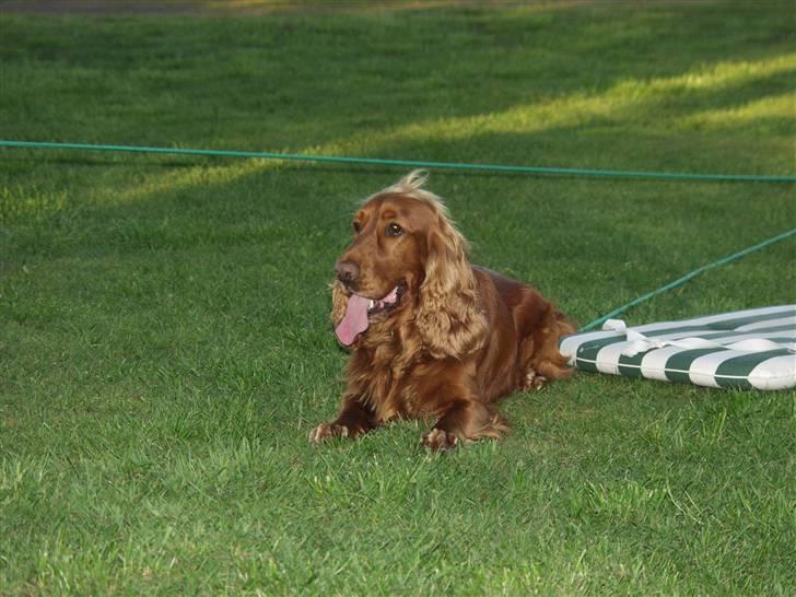 Cocker spaniel Ibber - På Camping (: billede 11