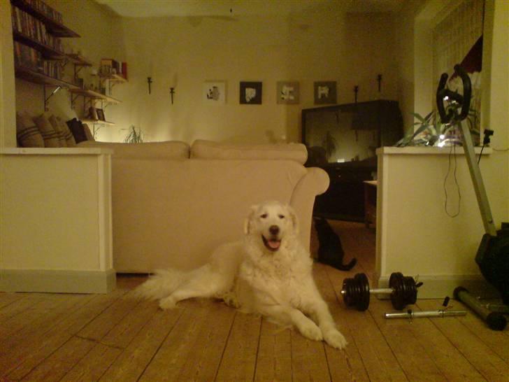 Kuvasz Bamse billede 6