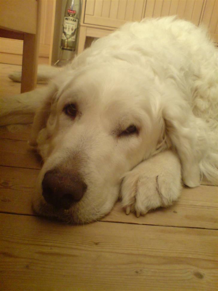 Kuvasz Bamse billede 7