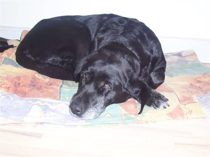 Labrador retriever Dolly *RIP* <3 billede 12