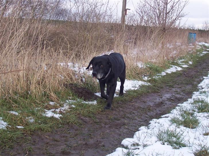 Labrador retriever Dolly *RIP* <3 billede 13