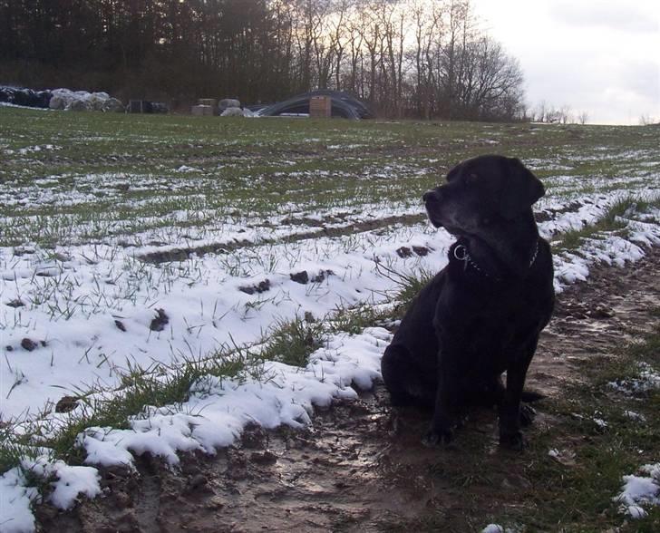 Labrador retriever Dolly *RIP* <3 billede 14