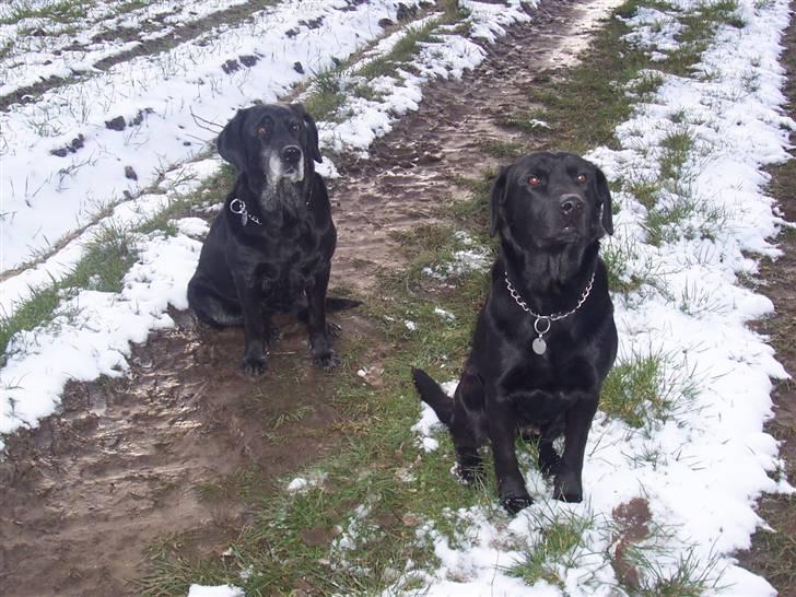 Labrador retriever Dolly *RIP* <3 - Dolly og Ashja <3 billede 15