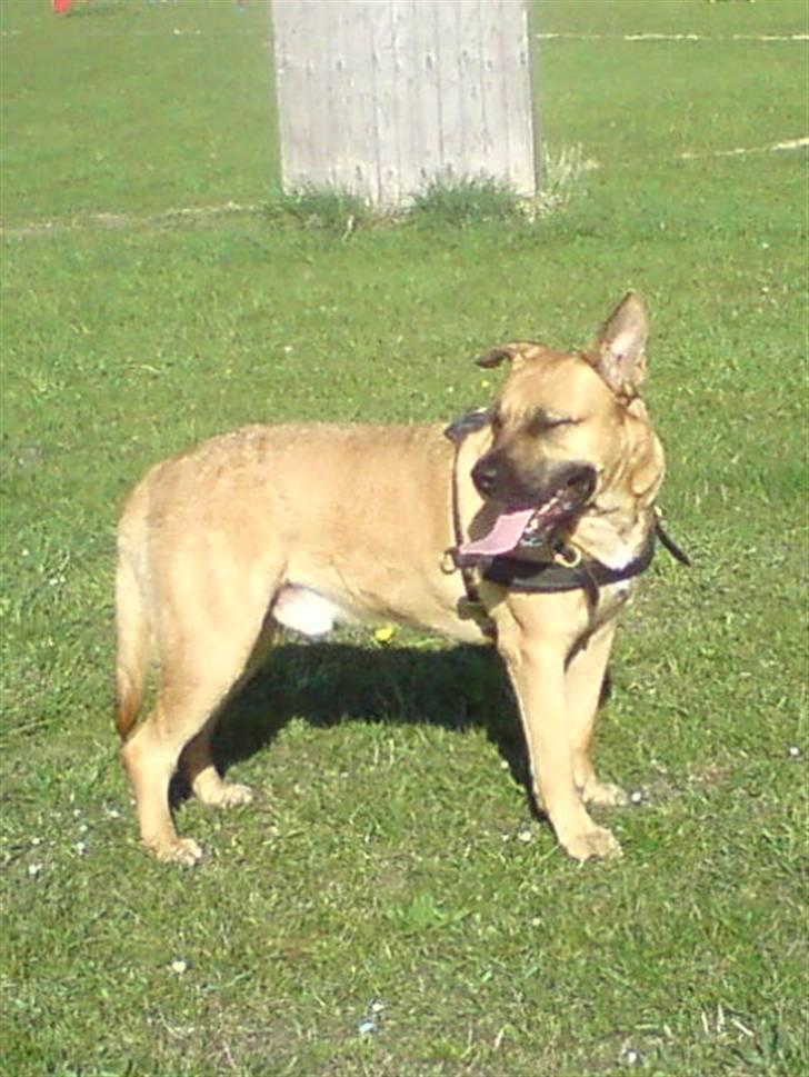 Blanding af racer Tyson - på trænings pladsen en dag i sommers billede 8