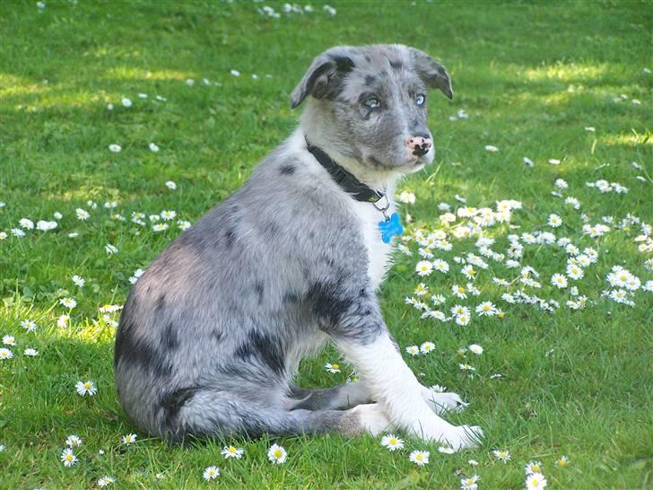Border collie Rooney billede 1