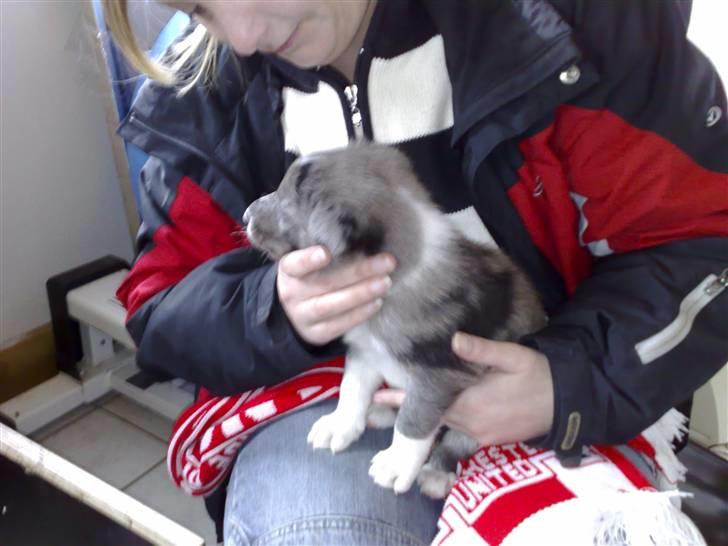 Border collie Rooney - Åhhh jeg tager ham med hjem NUUUUU ! billede 2