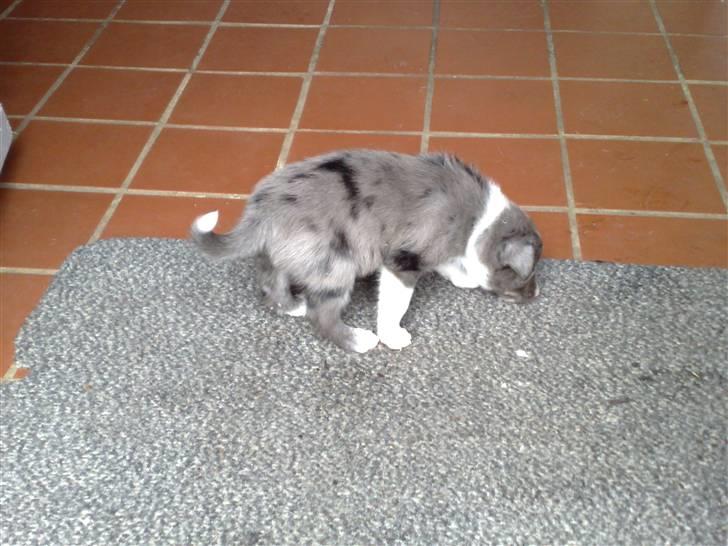 Border collie Rooney - Rooney på opdagelse billede 3