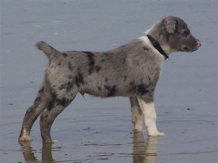 Border collie Rooney billede 4