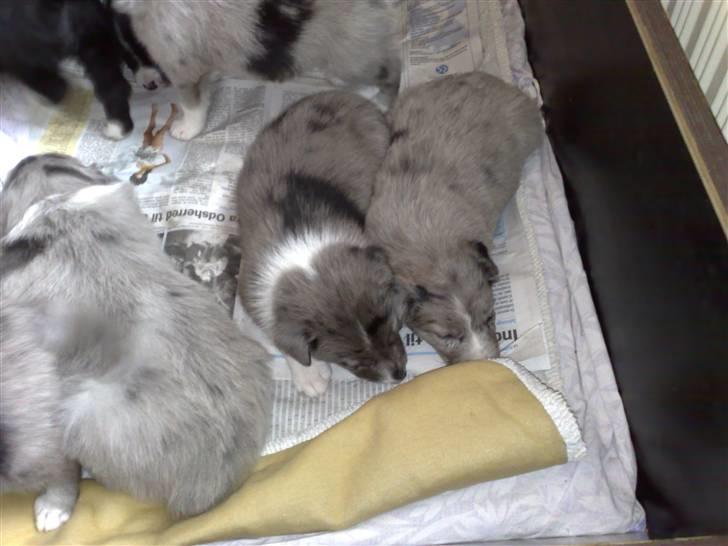 Border collie Rooney - Så blev det putte tid med de andre  billede 5