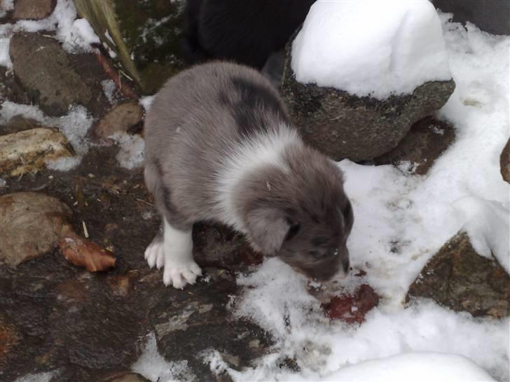 Border collie Rooney - Rooney´s første oplevelse med sne.... billede 6