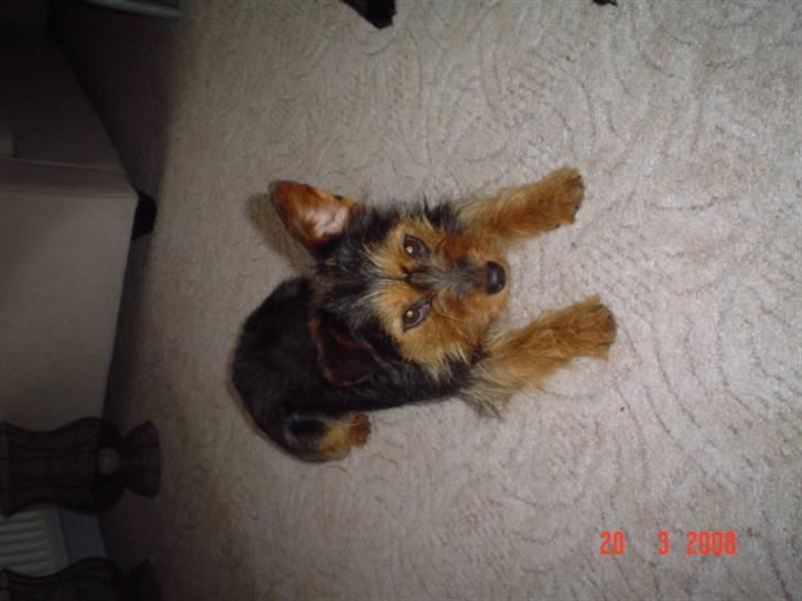 Blanding af racer leisbeth billede 11