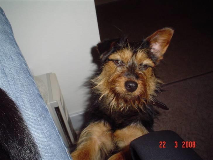 Blanding af racer leisbeth billede 13