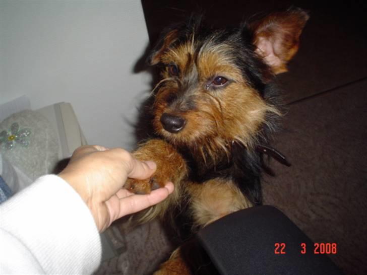 Blanding af racer leisbeth billede 14