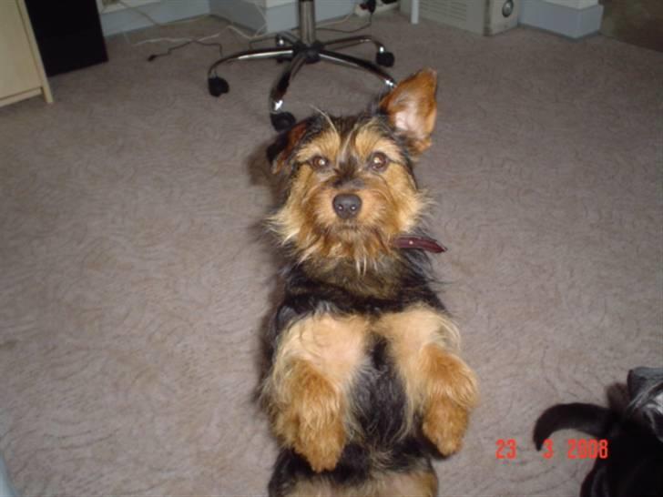 Blanding af racer leisbeth billede 15