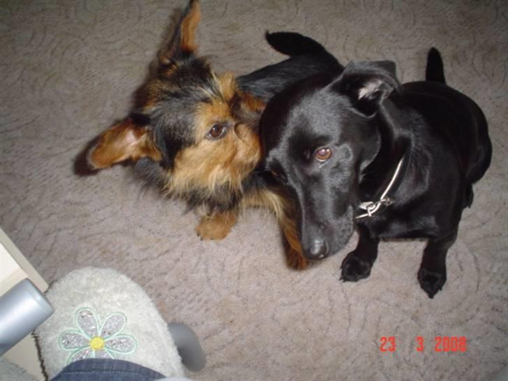 Blanding af racer leisbeth billede 16