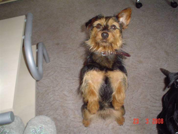 Blanding af racer leisbeth billede 17