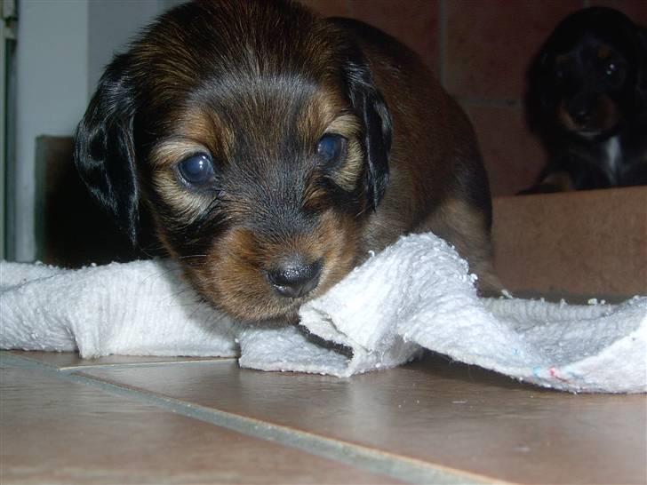 Gravhund chita - dolley billede 9