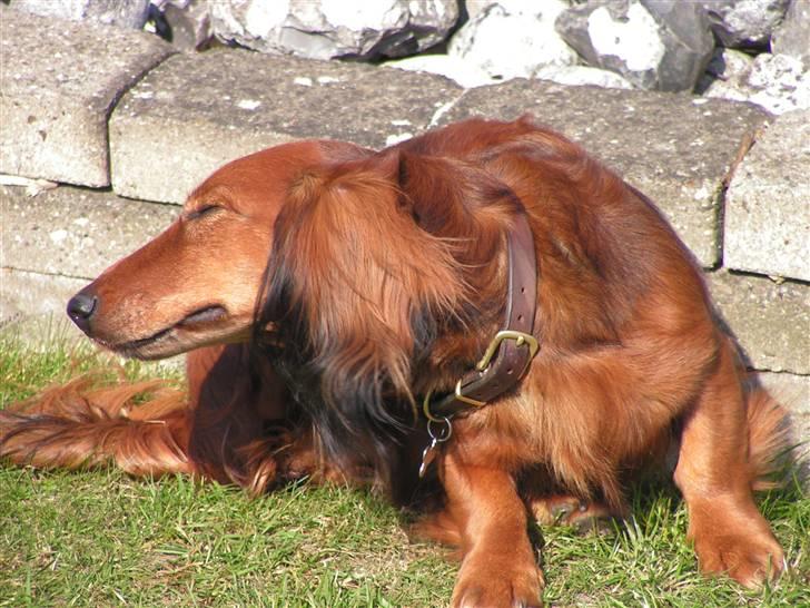 Gravhund chita - det klør det klør billede 11