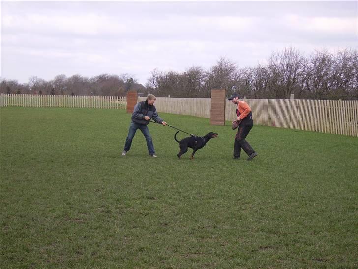 Dobermann Dina (Demi More) R.I.P. - c arbejde i ddk vestjylland billede 16