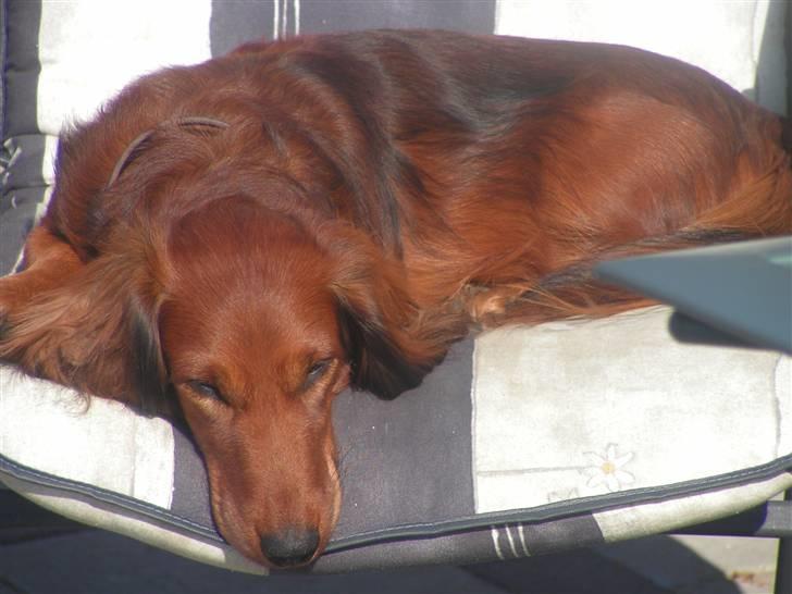 Gravhund chita billede 12