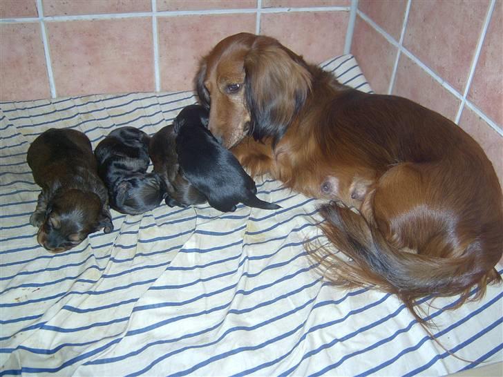 Gravhund chita - chita og hindes små hvalpe billede 13