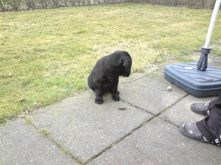 Labrador retriever Gucci - Her sidder lille Gucci ude i haven billede 1