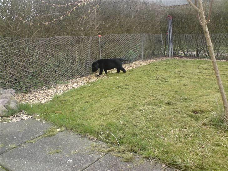 Labrador retriever Gucci - Her er Gucci rundt og snuse i haven! billede 2