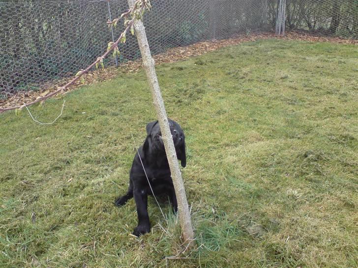 Labrador retriever Gucci - Her er det træ Gucci har planer om at vælte meget snart billede 3