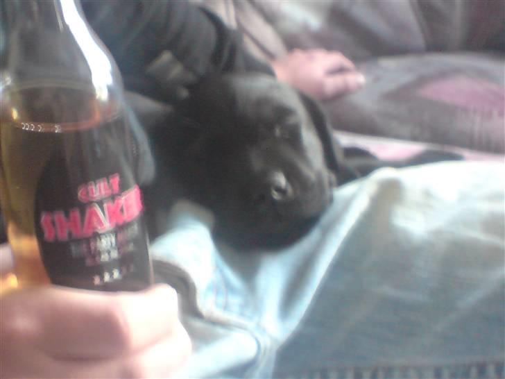 Labrador retriever Gucci - Slapper bare af mens min ejer nyder en kold Shaker! billede 5