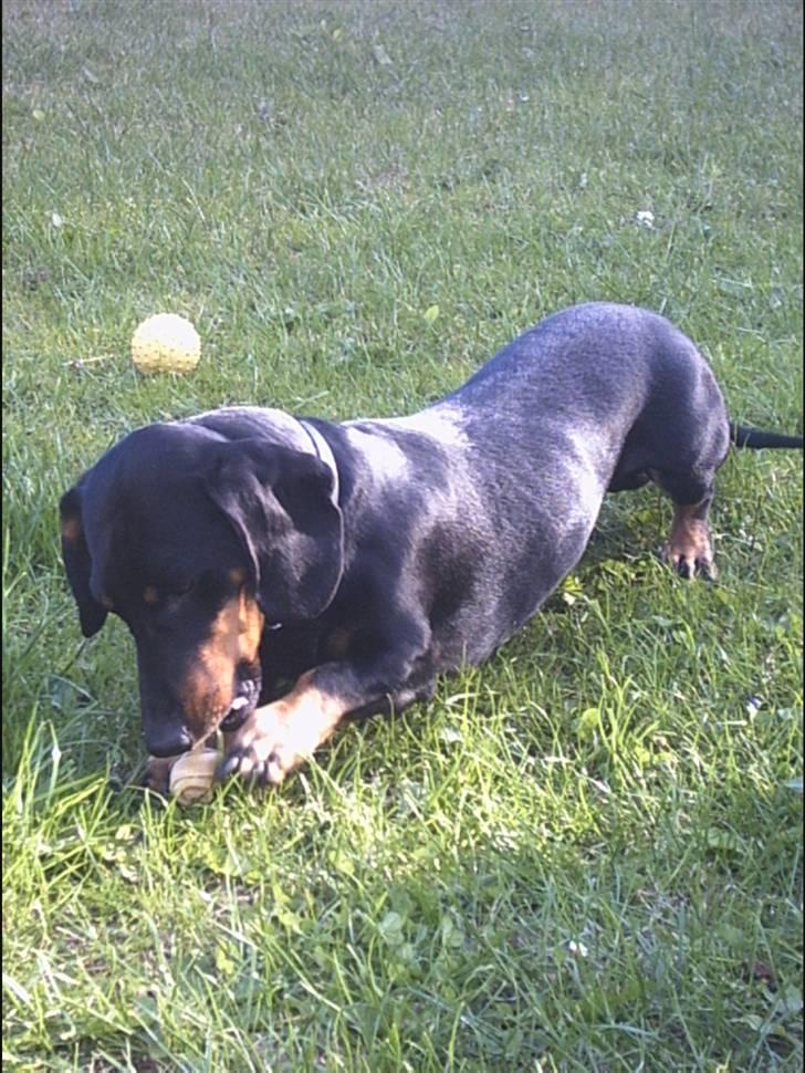 Gravhund Haurdals Frans billede 1