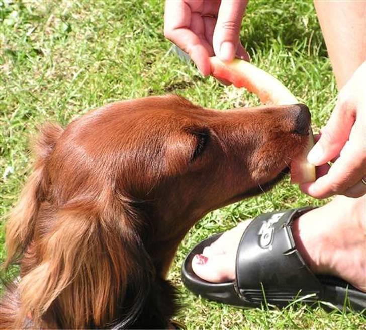 Gravhund chita billede 14