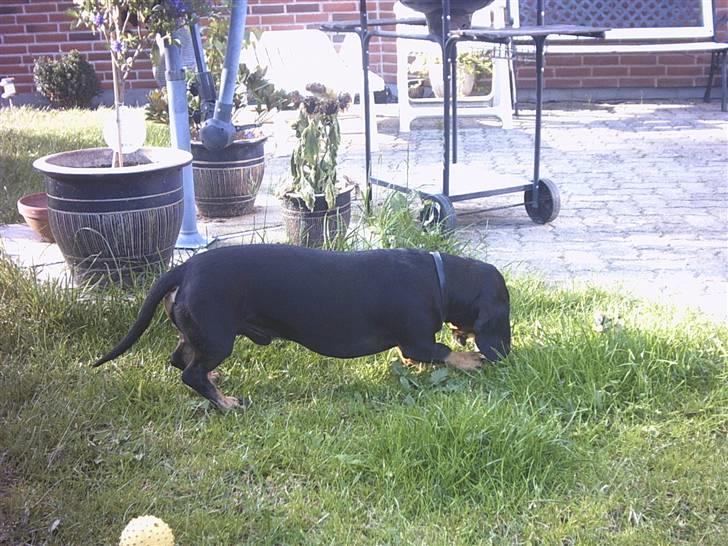 Gravhund Haurdals Frans billede 2