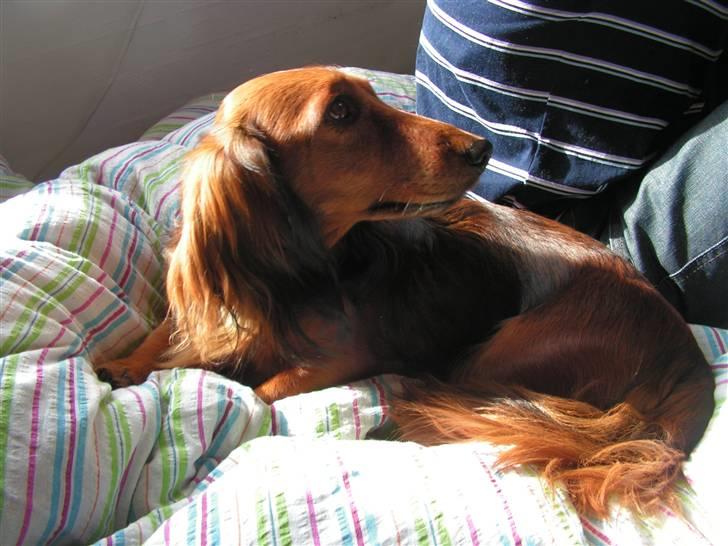 Gravhund chita billede 15