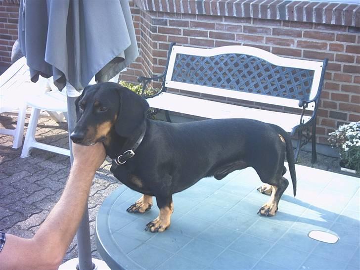 Gravhund Haurdals Frans billede 3