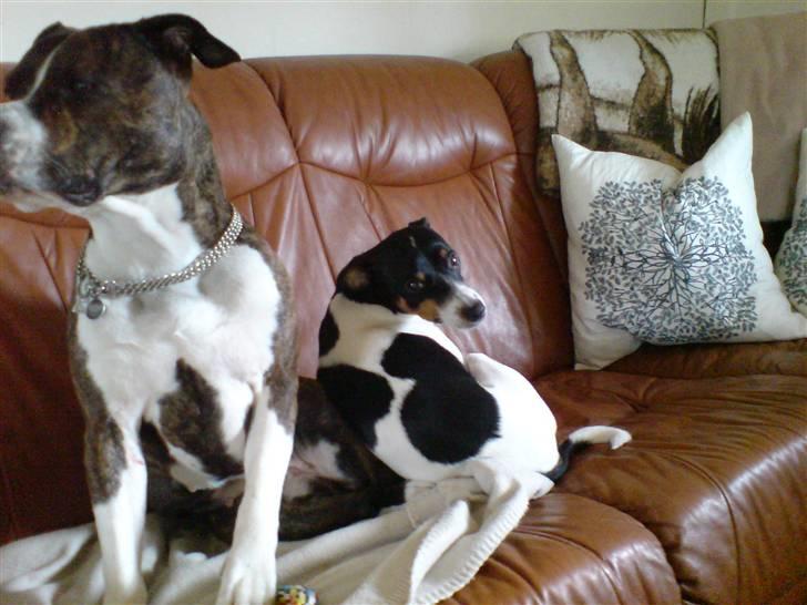 Dansk svensk gaardhund Ricky billede 6