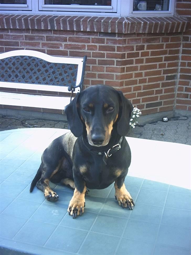 Gravhund Haurdals Frans billede 4