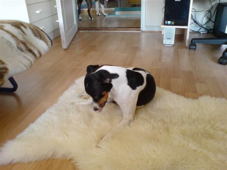 Dansk svensk gaardhund Ricky billede 7