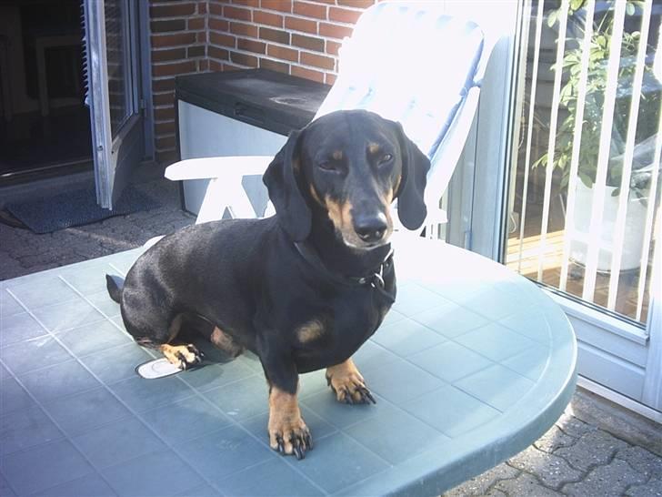 Gravhund Haurdals Frans billede 5