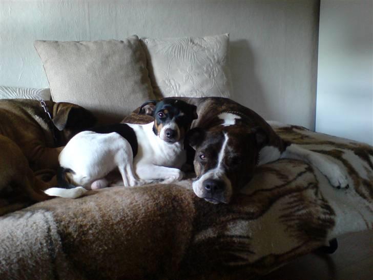 Dansk svensk gaardhund Ricky billede 8