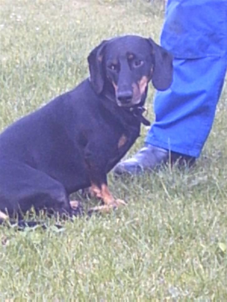 Gravhund Haurdals Frans billede 6