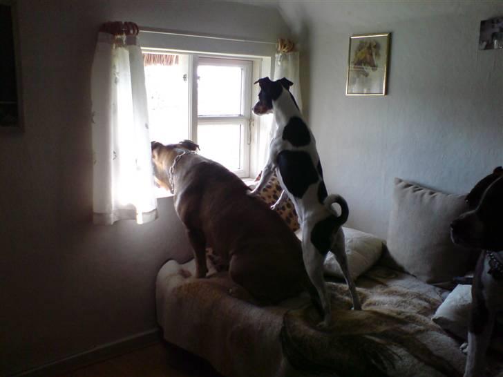 Dansk svensk gaardhund Ricky billede 9